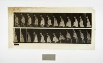 [Plate 173: negative for Animal Locomotion collotype]