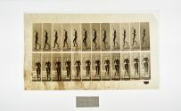 [Plate 128: negative for Animal Locomotion collotype]
