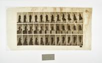 [Plate 143: negative for Animal Locomotion collotype]