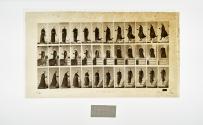 [Plate 143: negative for Animal Locomotion collotype]