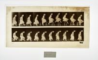 [Plate 156: negative for Animal Locomotion collotype]