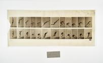 [Plate 162: negative for Animal Locomotion collotype]