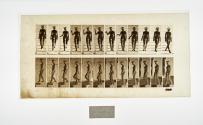 [Plate 131: negative for Animal Locomotion collotype]