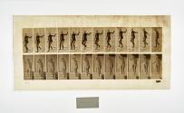 [Plate 132: negative for Animal Locomotion collotype]