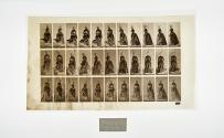 [Plate 139: negative for Animal Locomotion collotype]