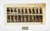 [Plate 142: negative for Animal Locomotion collotype]