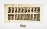 [Plate 142: negative for Animal Locomotion collotype]