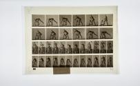 [Plate 203: negative for Animal Locomotion collotype]
