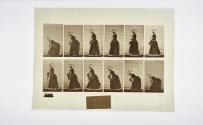 [Plate 211: negative for Animal Locomotion collotype]