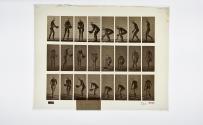 [Plate 223: negative for Animal Locomotion collotype]