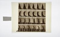[Plate 231: negative for Animal Locomotion collotype]