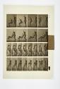 [Plate 239: negative for Animal Locomotion collotype]
