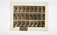 [Plate 244: negative for Animal Locomotion collotype]