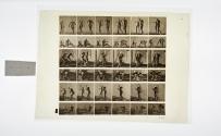 [Plate 245: negative for Animal Locomotion collotype]