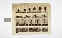 [Plate 257: negative for Animal Locomotion collotype]
