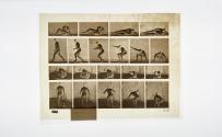 [Plate 258: negative for Animal Locomotion collotype]
