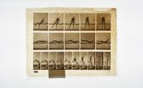 [Plate 259: negative for Animal Locomotion collotype]