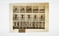 [Plate 260: negative for Animal Locomotion collotype]