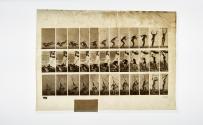 [Plate 262: negative for Animal Locomotion collotype]
