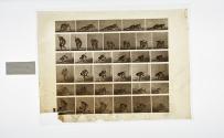 [Plate 270: negative for Animal Locomotion collotype]
