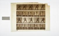 [Plate 273: negative for Animal Locomotion collotype]