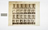 [Plate 274: negative for Animal Locomotion collotype]
