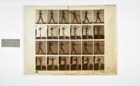 [Plate 274: negative for Animal Locomotion collotype]