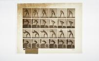 [Plate 280: negative for Animal Locomotion collotype]