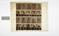 [Plate 282: negative for Animal Locomotion collotype]