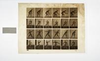 [Plate 283: negative for Animal Locomotion collotype]