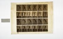 [Plate 286: negative for Animal Locomotion collotype]