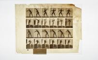 [Plate 286: negative for Animal Locomotion collotype]