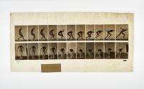 [Plate 287: negative for Animal Locomotion collotype]