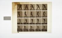 [Plate 288: negative for Animal Locomotion collotype]