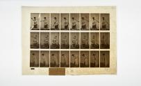 [Plate 297: negative for Animal Locomotion collotype]