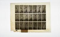 [Plate 298: negative for Animal Locomotion collotype]