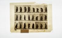 [Plate 299: negative for Animal Locomotion collotype]