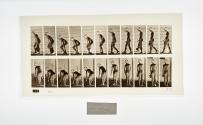 [Plate 202: negative for Animal Locomotion collotype]