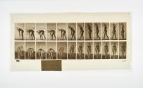 [Plate 204: negative for Animal Locomotion collotype]