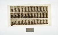 [Plate 205: negative for Animal Locomotion collotype]