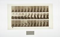 [Plate 206: negative for Animal Locomotion collotype]