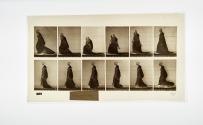 [Plate 207: negative for Animal Locomotion collotype]