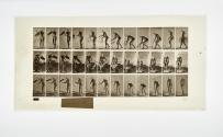[Plate 213: negative for Animal Locomotion collotype]