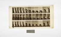 [Plate 214: negative for Animal Locomotion collotype]