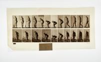 [Plate 219: negative for Animal Locomotion collotype]