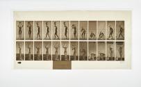 [Plate 222: negative for Animal Locomotion collotype]