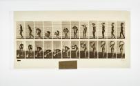 [Plate 225: negative for Animal Locomotion collotype]