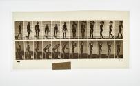 [Plate 226: negative for Animal Locomotion collotype]
