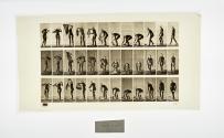 [Plate 227: negative for Animal Locomotion collotype]