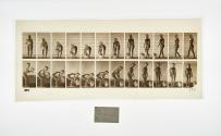 [Plate 228: negative for Animal Locomotion collotype]